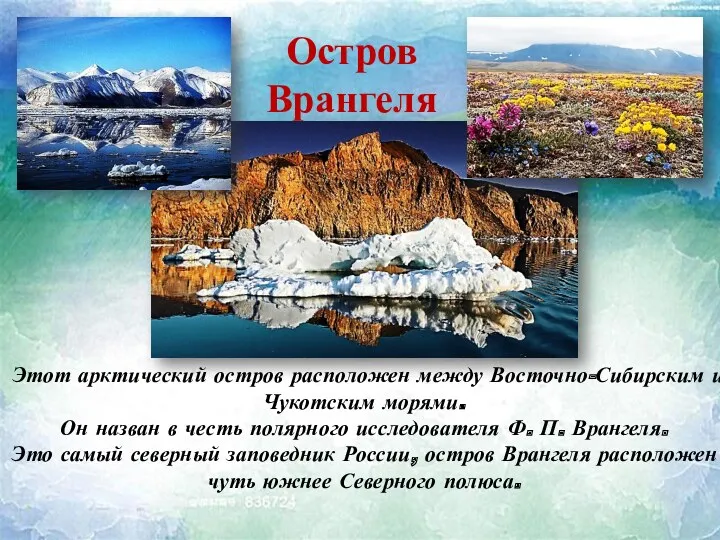 Остров Врангеля Этот арктический остров расположен между Восточно-Сибирским и Чукотским