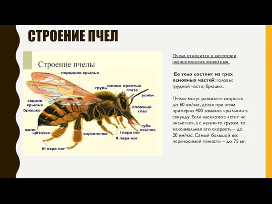 СТРОЕНИЕ ПЧЕЛ Пчела относится к категории членистоногих животных. Ее тело