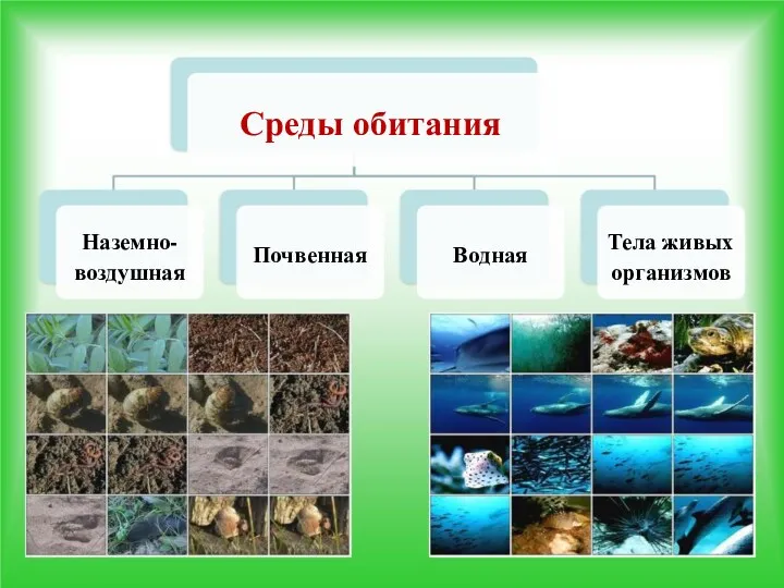 Среды обитания Наземно- воздушная Тела живых организмов Почвенная Водная