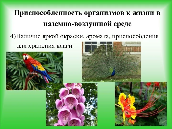 Приспособленность организмов к жизни в наземно-воздушной среде 4)Наличие яркой окраски, аромата, приспособления для хранения влаги.