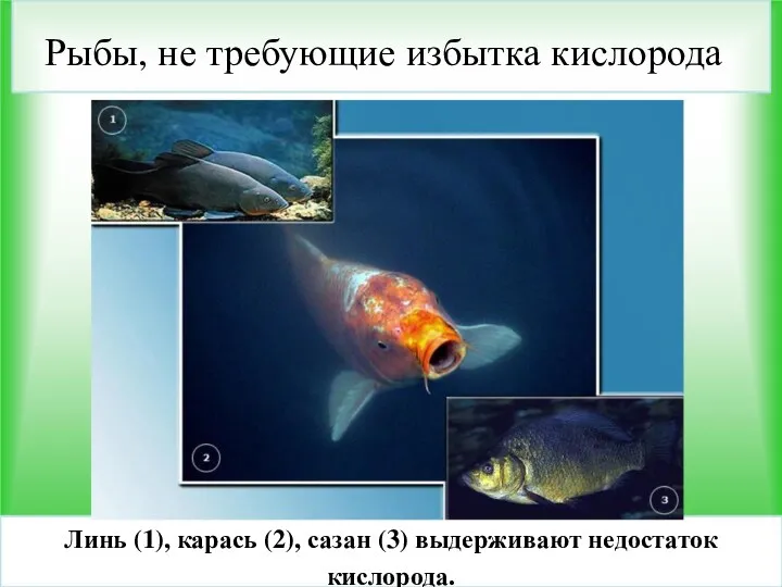 Рыбы, не требующие избытка кислорода Линь (1), карась (2), сазан (3) выдерживают недостаток кислорода.