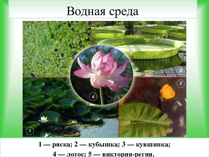 Водная среда 1 — ряска; 2 — кубышка; 3 — кувшинка; 4 —