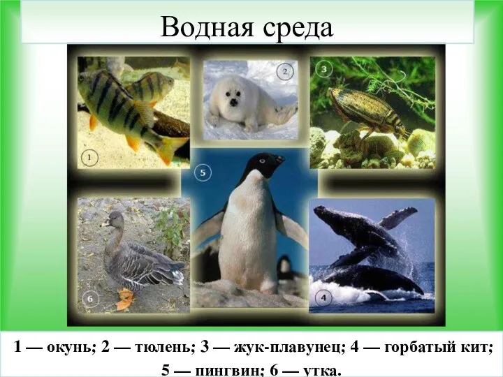 Водная среда 1 — окунь; 2 — тюлень; 3 — жук-плавунец; 4 —