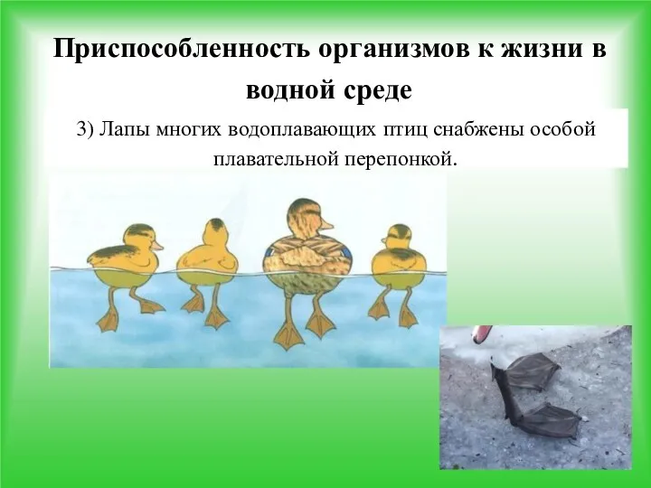 Приспособленность организмов к жизни в водной среде 3) Лапы многих водоплавающих птиц снабжены особой плавательной перепонкой.