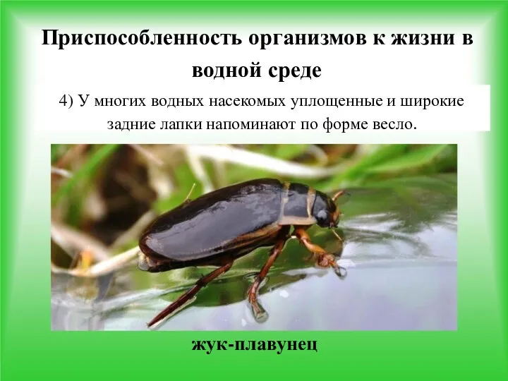 Приспособленность организмов к жизни в водной среде 4) У многих водных насекомых уплощенные