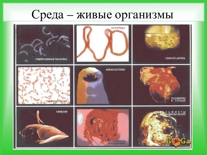 Среда – живые организмы