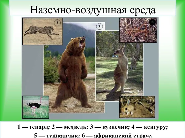 Наземно-воздушная среда 1 — гепард; 2 — медведь; 3 — кузнечик; 4 —