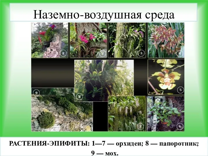 Наземно-воздушная среда РАСТЕНИЯ-ЭПИФИТЫ: 1—7 — орхидеи; 8 — папоротник; 9 — мох.