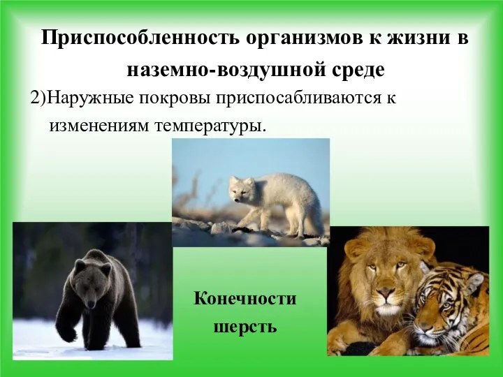 Приспособленность организмов к жизни в наземно-воздушной среде 2)Наружные покровы приспосабливаются к изменениям температуры. Конечности шерсть