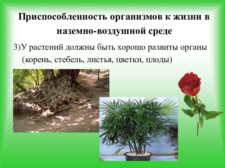 Приспособленность организмов к жизни в наземно-воздушной среде 3)У растений должны быть хорошо развиты