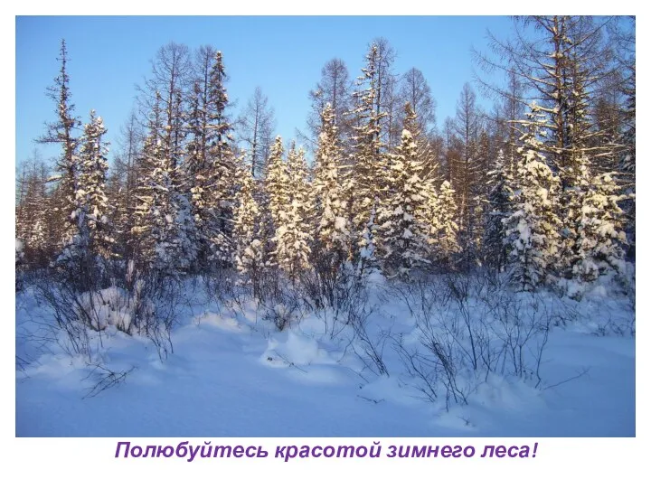 Полюбуйтесь красотой зимнего леса!