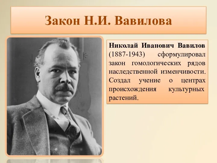 Закон Н.И. Вавилова Николай Иванович Вавилов (1887-1943) сформулировал закон гомологических
