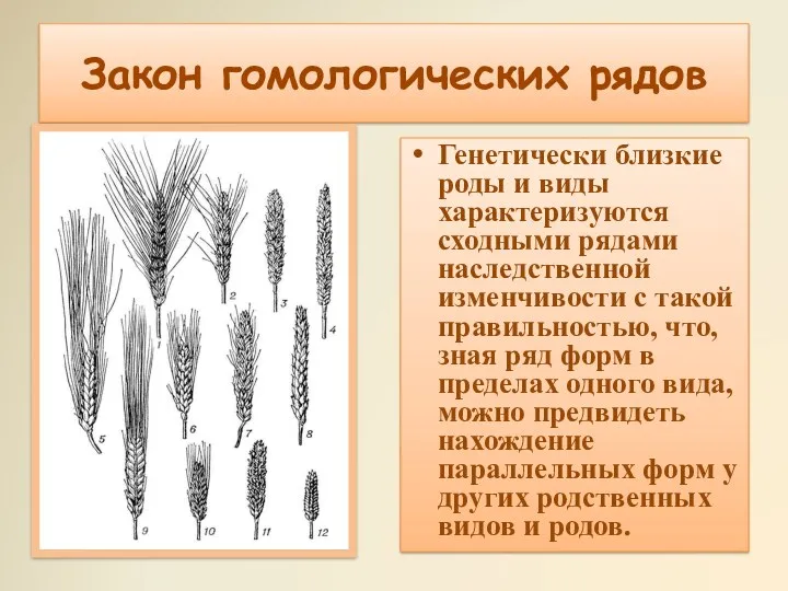 Генетически близкие роды и виды характеризуются сходными рядами наследственной изменчивости