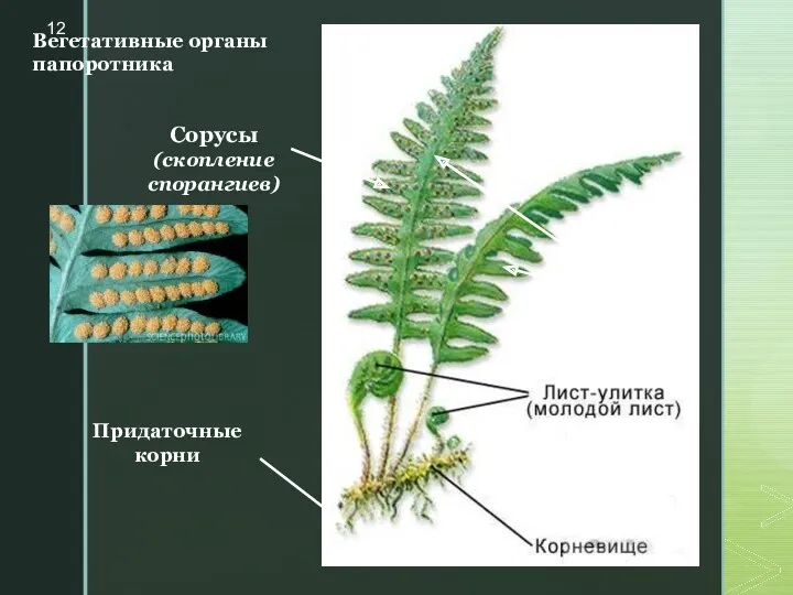 Вегетативные органы папоротника Сорусы (скопление спорангиев) Придаточные корни вввввввЛистя (вайи)