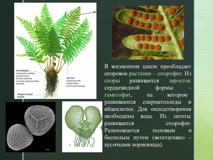 В жизненном цикле преобладает споровое растение – спорофит. Из споры развивается заросток сердцевидной
