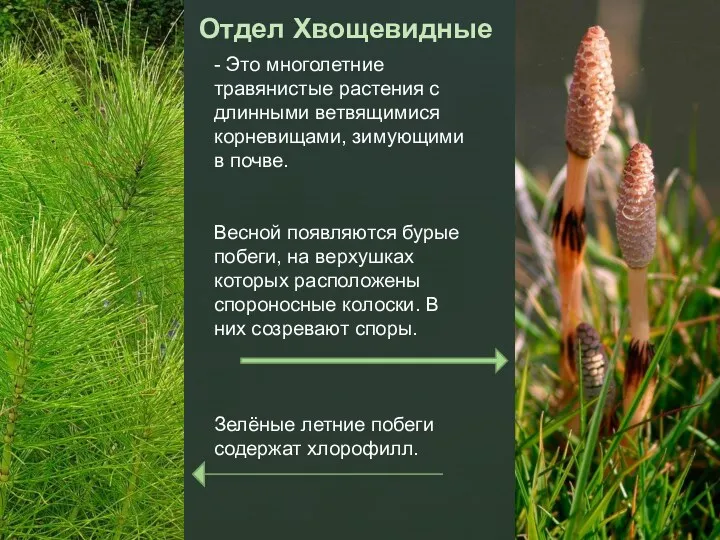Отдел Хвощевидные - Это многолетние травянистые растения с длинными ветвящимися корневищами, зимующими в