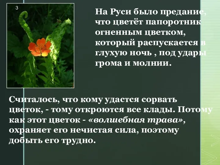 На Руси было предание, что цветёт папоротник огненным цветком, который распускается в глухую