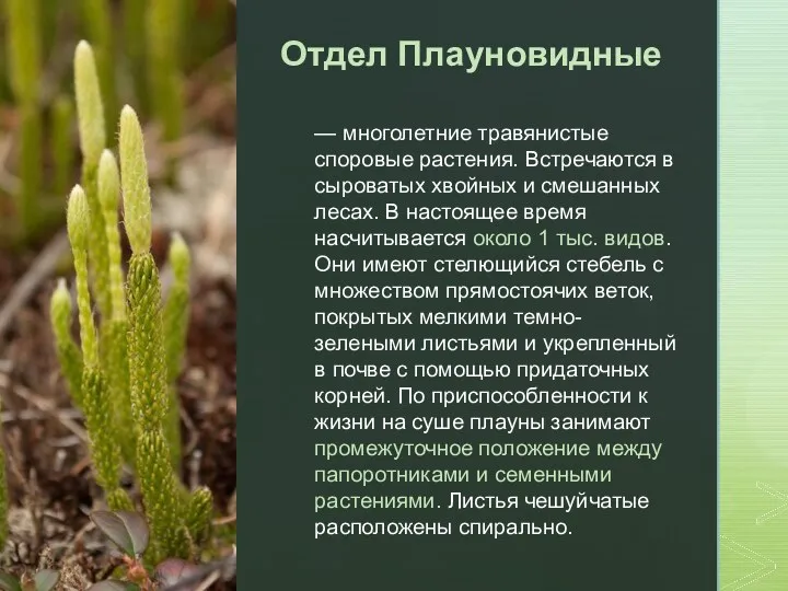 Отдел Плауновидные — многолетние травянистые споровые растения. Встречаются в сыроватых хвойных и смешанных