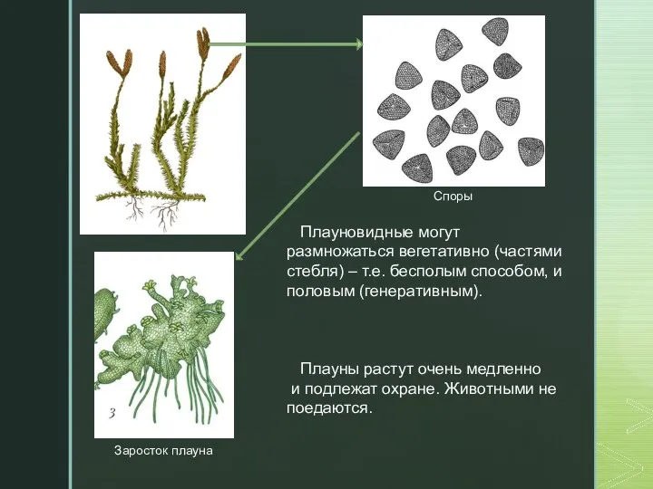 Заросток плауна Споры Плауновидные могут размножаться вегетативно (частями стебля) – т.е. бесполым способом,