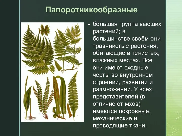 Папоротникообразные большая группа высших растений; в большинстве своём они травянистые растения, обитающие в
