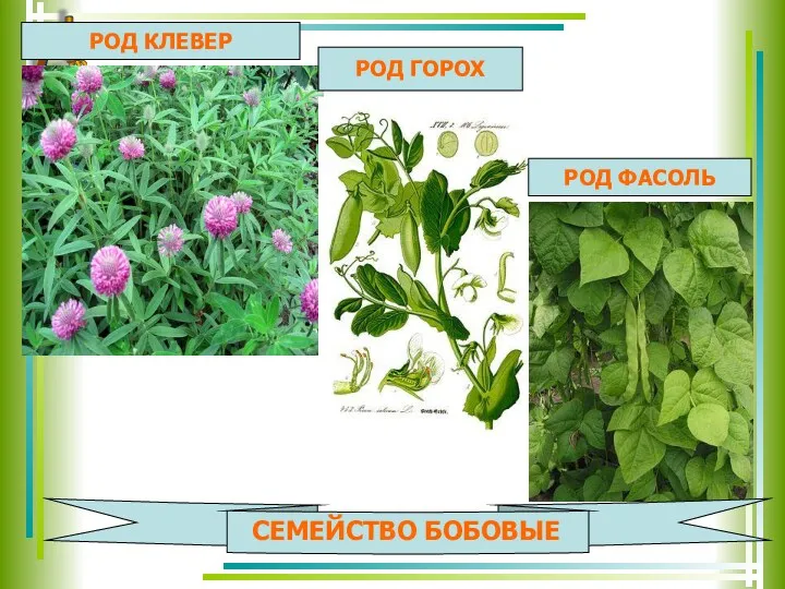 РОД КЛЕВЕР РОД ГОРОХ РОД ФАСОЛЬ СЕМЕЙСТВО БОБОВЫЕ