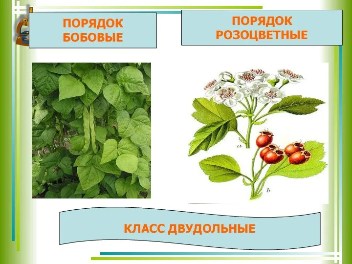 ПОРЯДОК БОБОВЫЕ ПОРЯДОК РОЗОЦВЕТНЫЕ КЛАСС ДВУДОЛЬНЫЕ