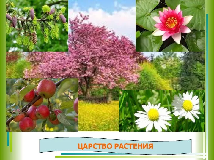 ЦАРСТВО РАСТЕНИЯ