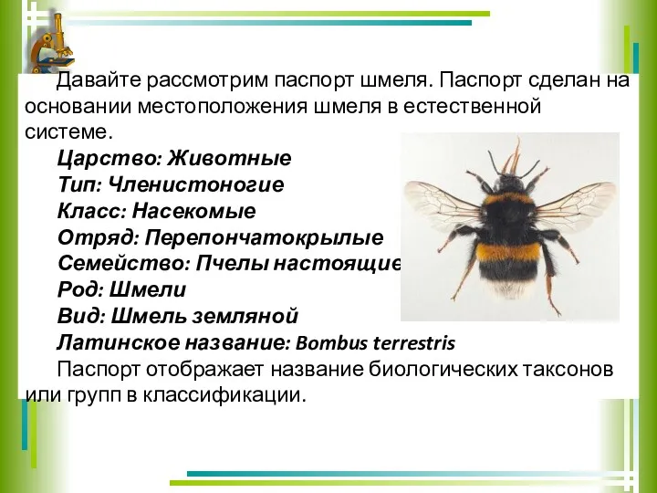 Давайте рассмотрим паспорт шмеля. Паспорт сделан на основании местоположения шмеля