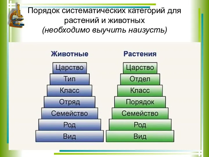 Порядок систематических категорий для растений и животных (необходимо выучить наизусть)