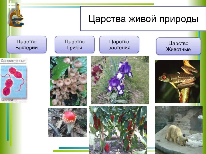 Царства живой природы Царство Бактерии Царство Грибы Царство растения Царство Животные