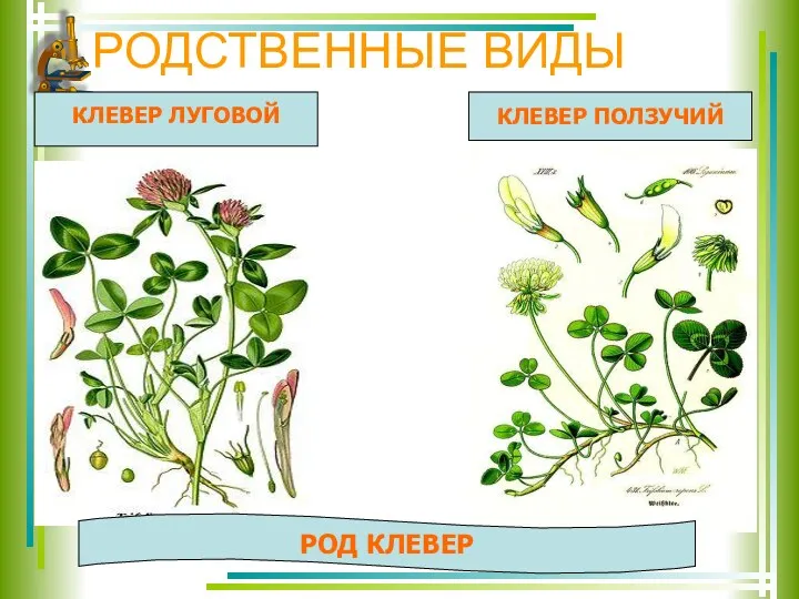 РОДСТВЕННЫЕ ВИДЫ КЛЕВЕР ЛУГОВОЙ КЛЕВЕР ПОЛЗУЧИЙ РОД КЛЕВЕР