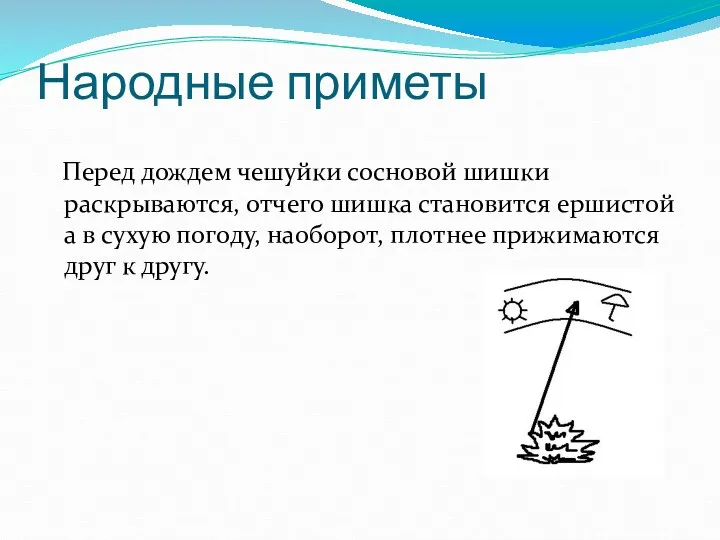 Народные приметы Перед дождем чешуйки сосновой шишки раскрываются, отчего шишка