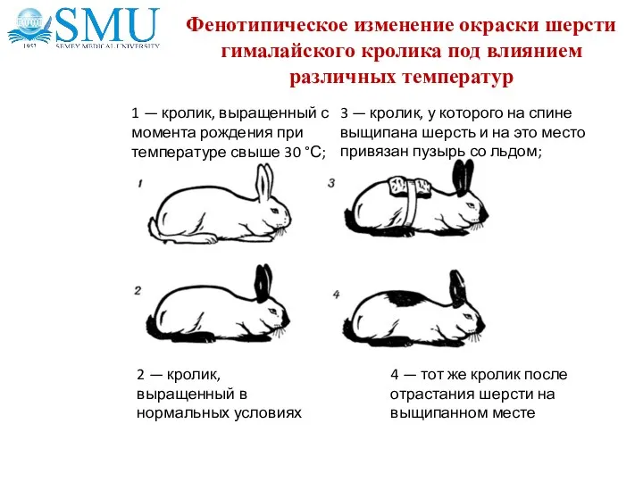 Фенотипическое изменение окраски шерсти гималайского кролика под влиянием различных температур