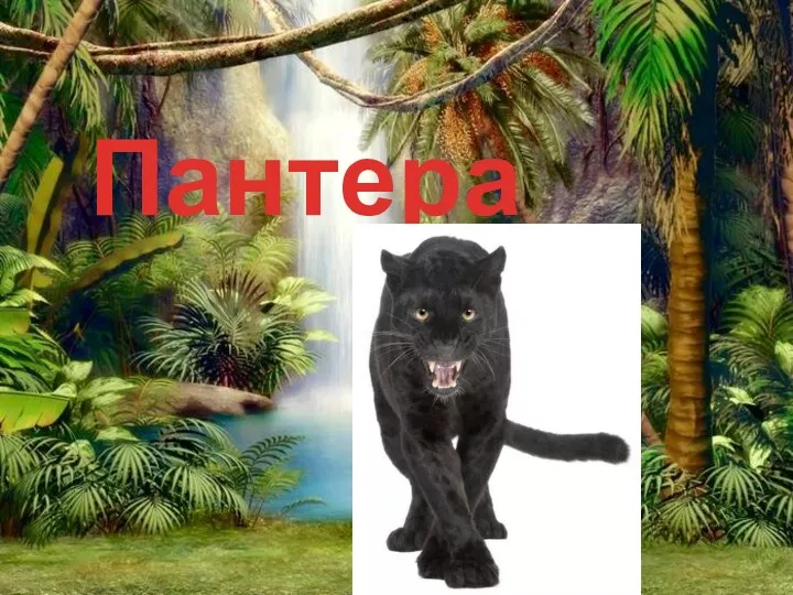 Пантера