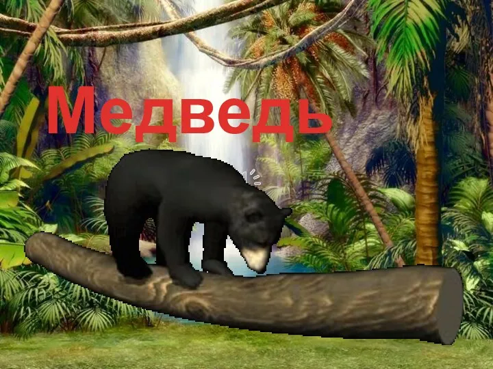 Медведь