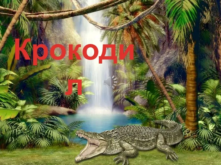 Крокодил