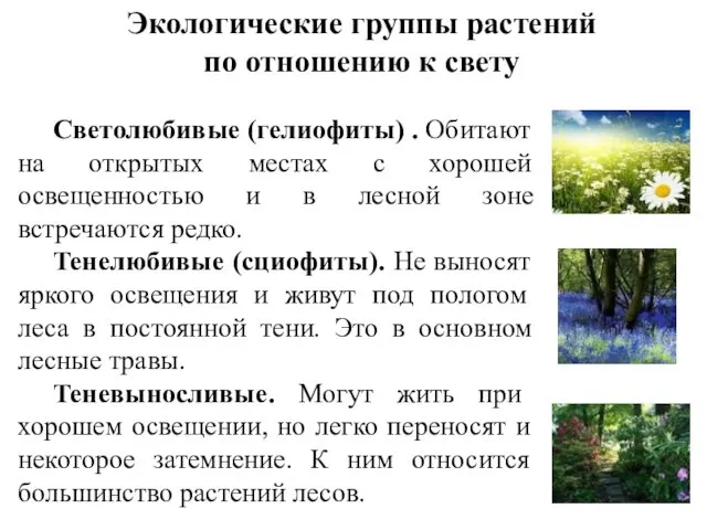 Экологические группы растений по отношению к свету Светолюбивые (гелиофиты) .