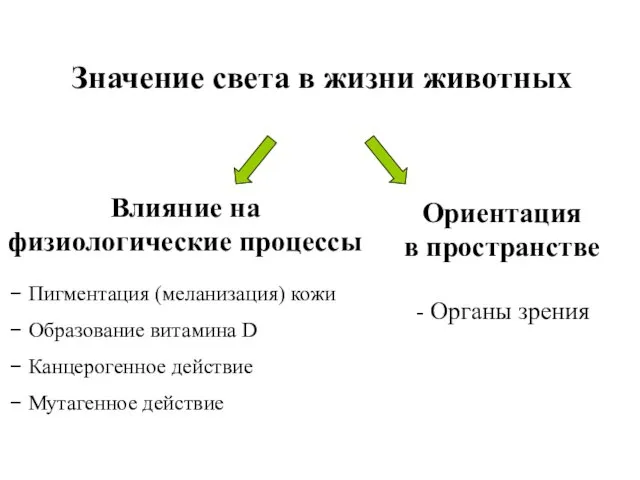 Значение света в жизни животных Влияние на физиологические процессы Ориентация