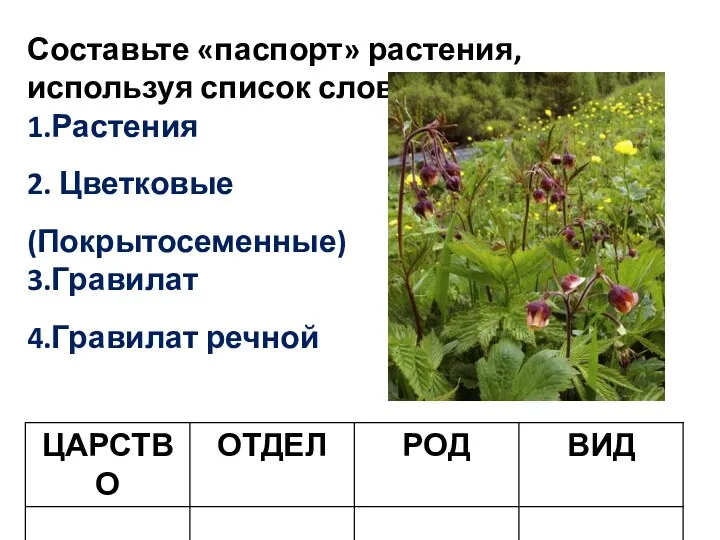 Составьте «паспорт» растения, используя список слов: 1.Растения 2. Цветковые (Покрытосеменные) 3.Гравилат 4.Гравилат речной
