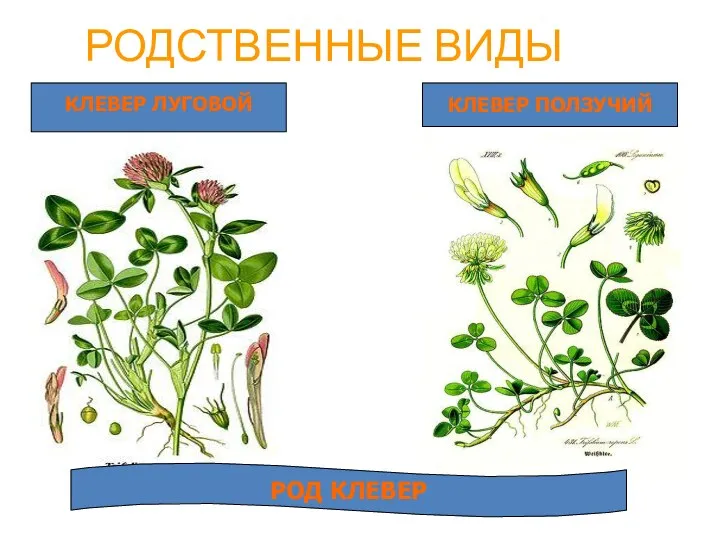 РОДСТВЕННЫЕ ВИДЫ КЛЕВЕР ЛУГОВОЙ КЛЕВЕР ПОЛЗУЧИЙ РОД КЛЕВЕР