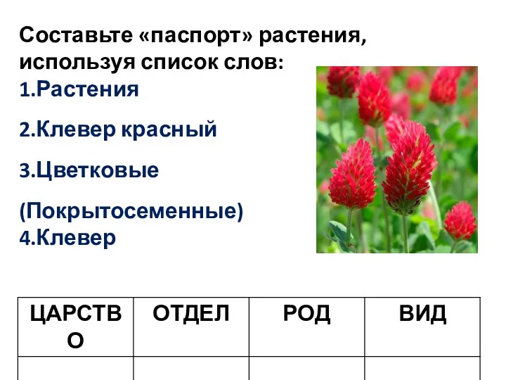 Составьте «паспорт» растения, используя список слов: 1.Растения 2.Клевер красный 3.Цветковые (Покрытосеменные) 4.Клевер