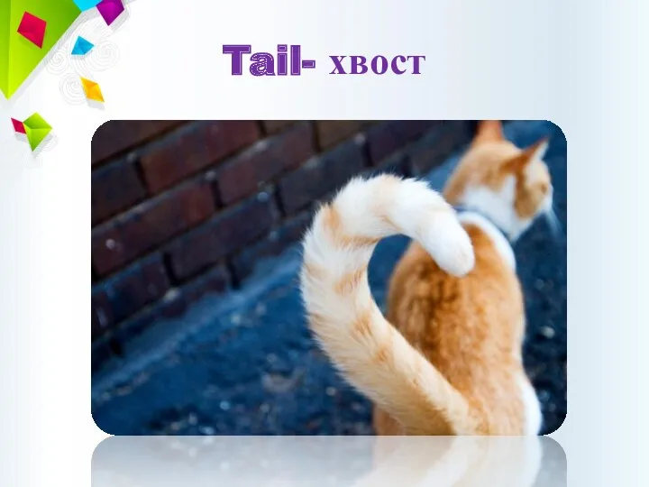 Tail- хвост