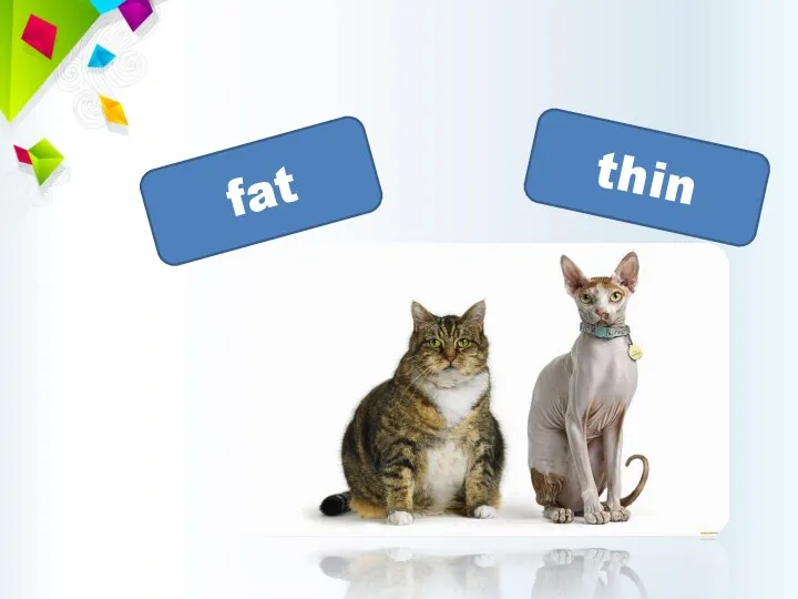 thin fat