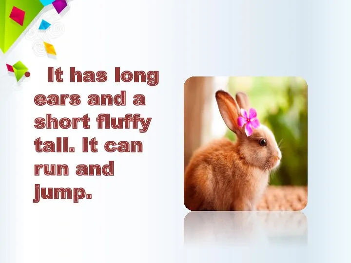 It has long ears and a short fluffy tail. It can run and jump.