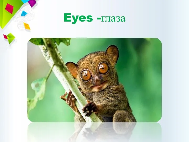 Eyes -глаза