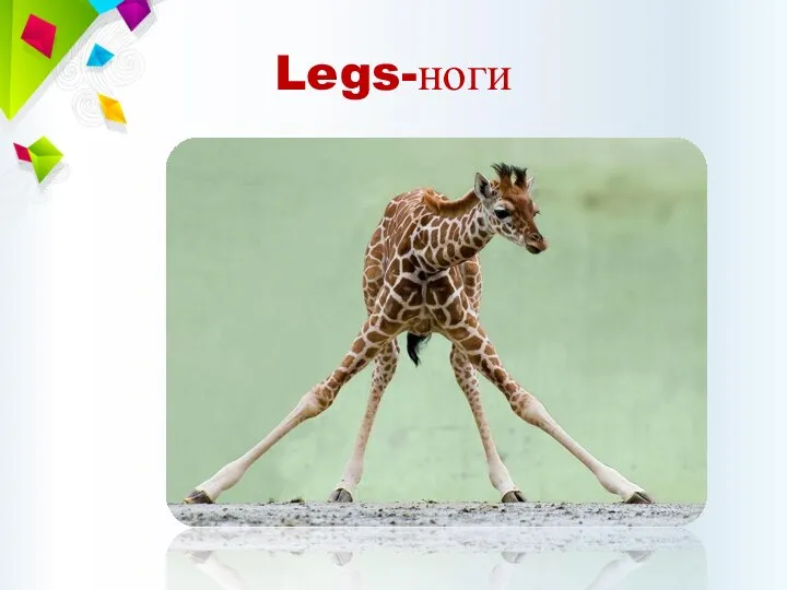 Legs-ноги