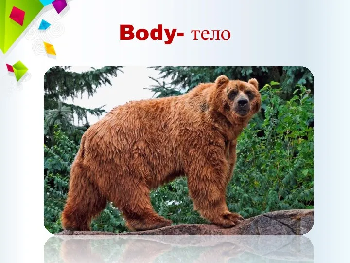 Body- тело
