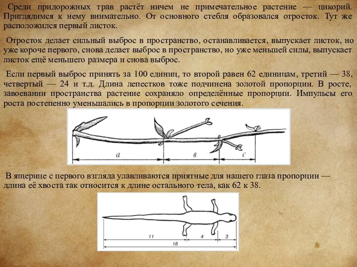 Среди придорожных трав растёт ничем не примечательное растение — цикорий.