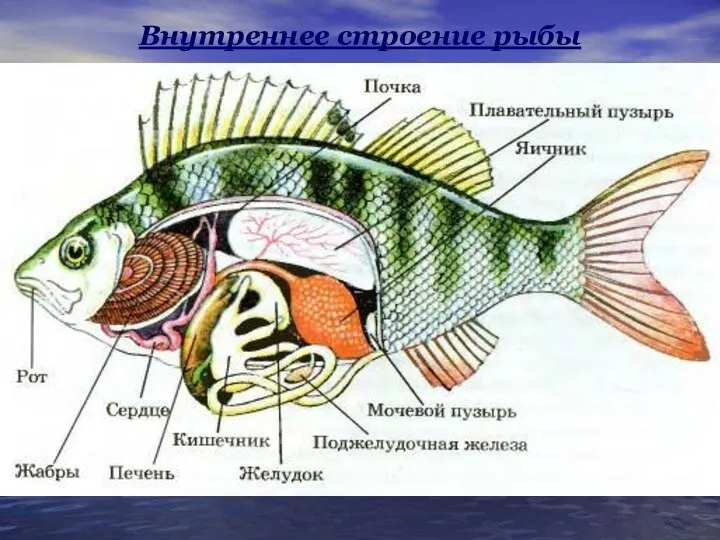 Внутреннее строение рыбы