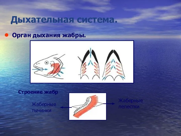 Дыхательная система. Орган дыхания жабры. Строение жабр Жаберные тычинки Жаберные лепестки